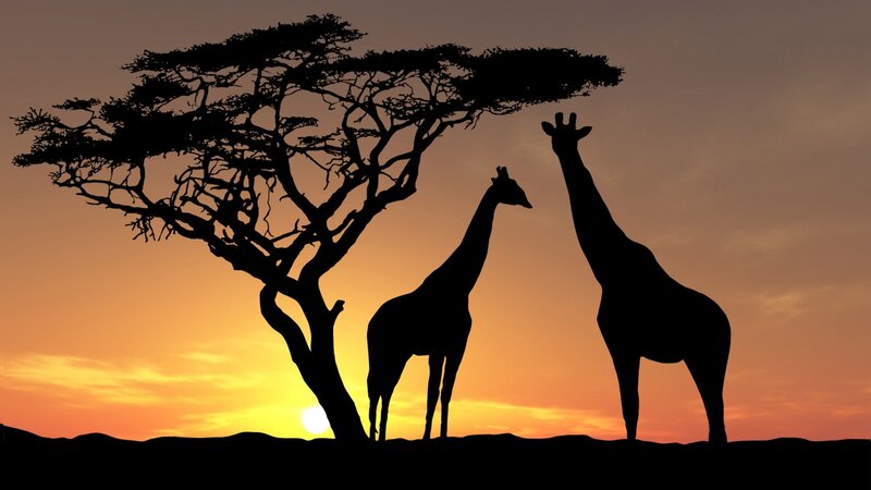 Two Giraffes under Acacia Tree — Orange
