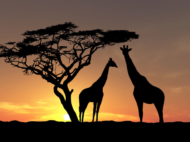 Two Giraffes under Acacia Tree