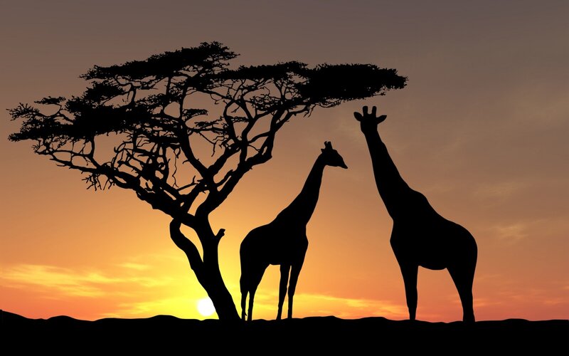 Two Giraffes under Tree