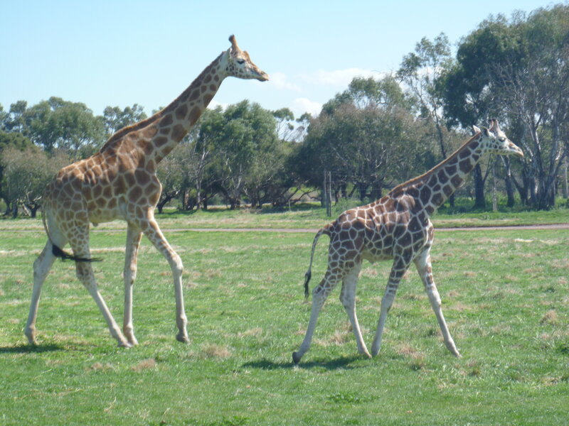 Two Giraffes Walking