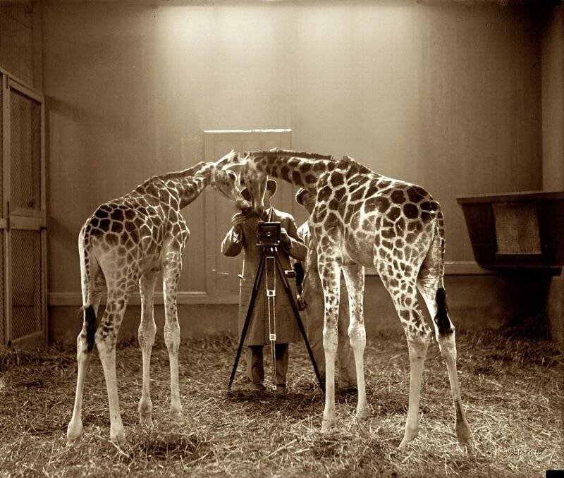 Two Giraffes with Photographer