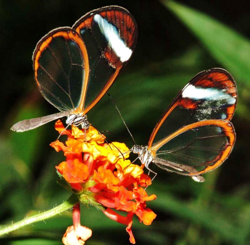 Two glasswing butterflies on a flower