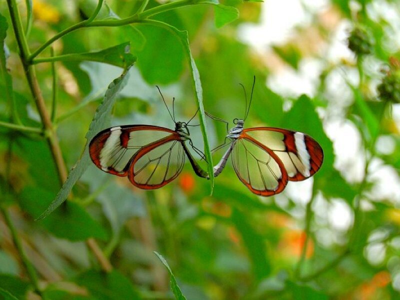 Two glasswing butterflies on a leaf