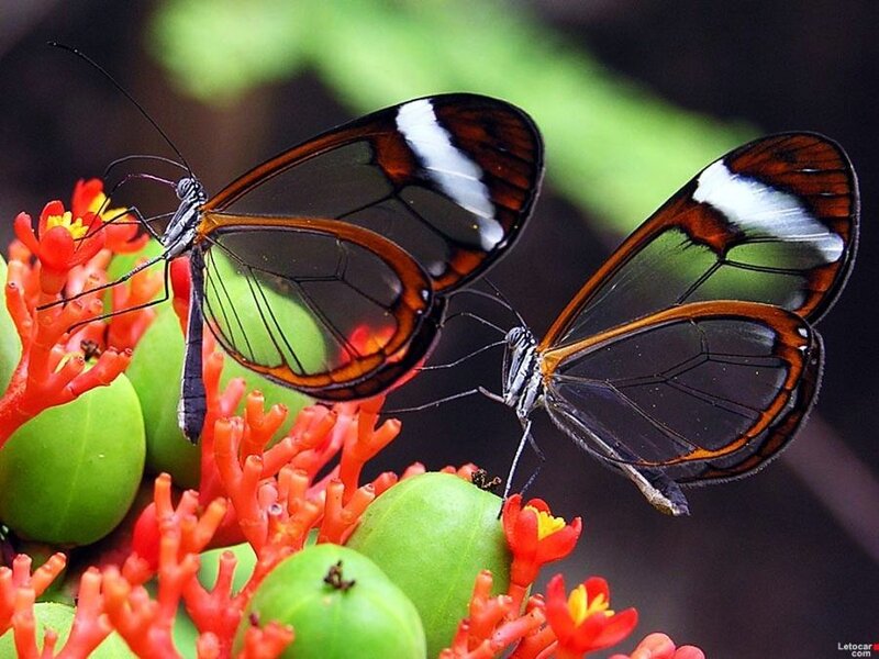 Two glasswing butterflies on flowers