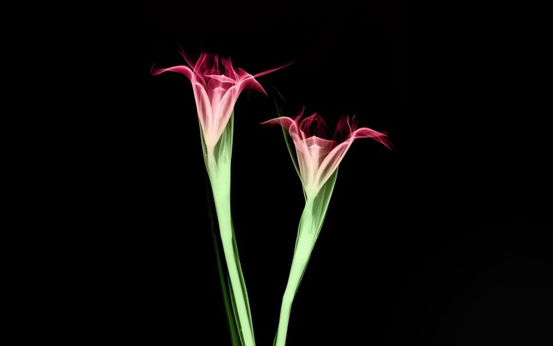 Two glowing flowers on black