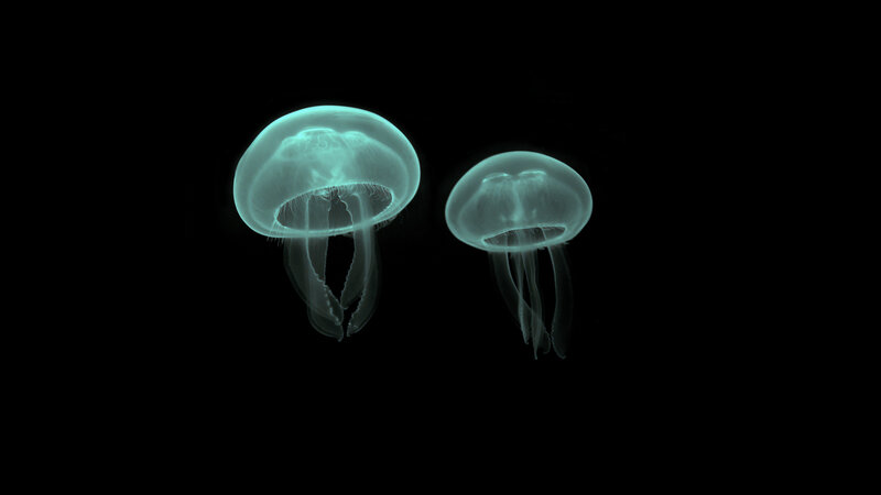 Two glowing jellyfish