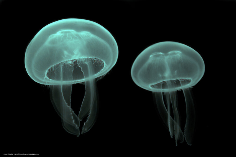 Two glowing jellyfish