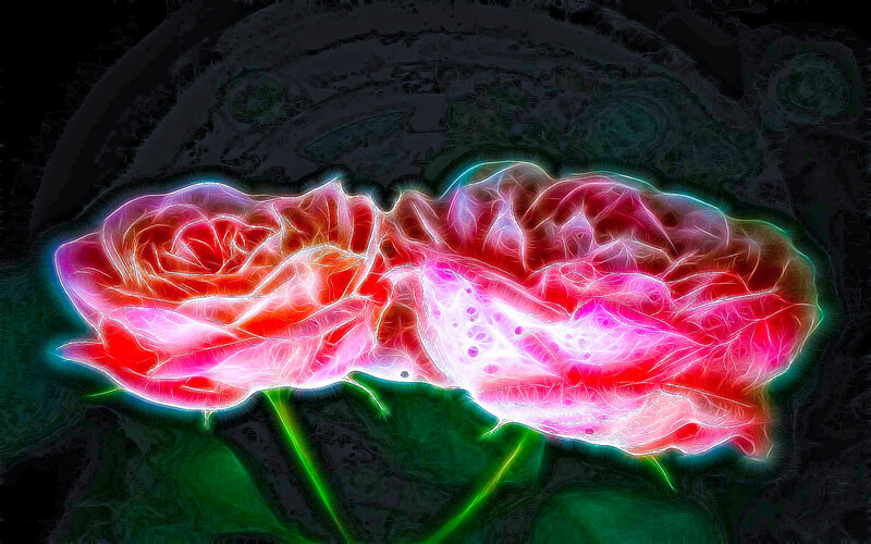 Two Glowing Roses — Red