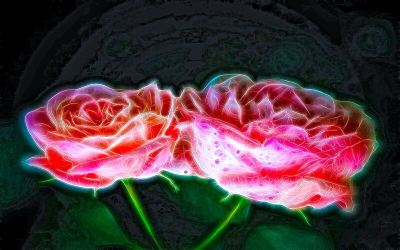 Two Glowing Roses