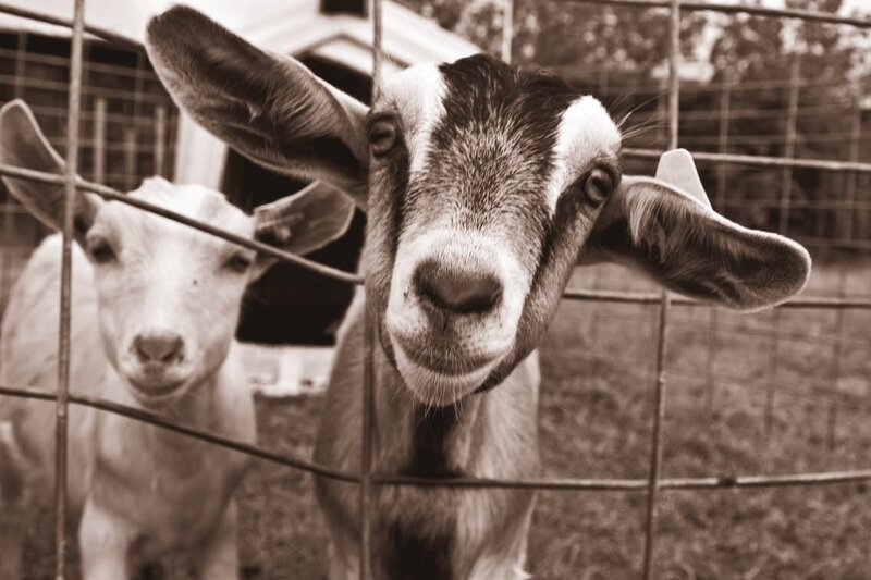 Two Goats Behind Fence