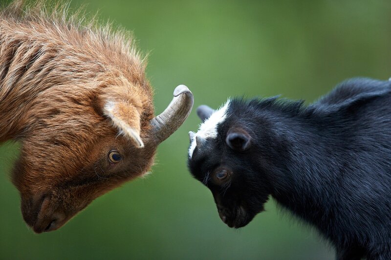 Two Goats Facing Each Other