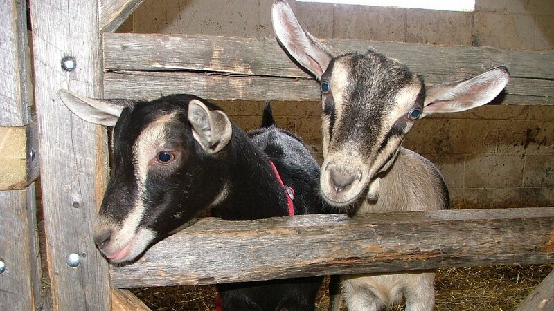 Two Goats in a Pen