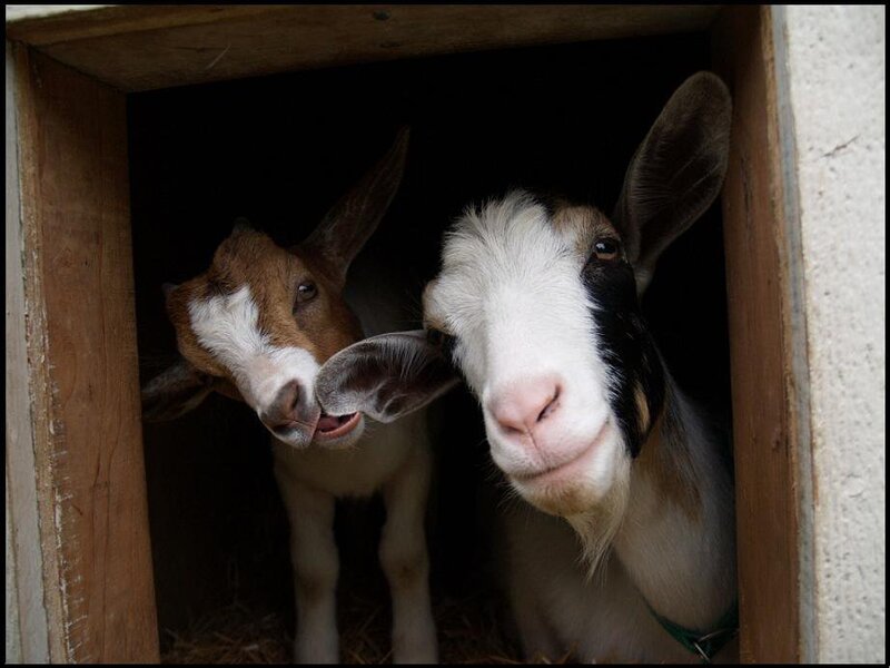 Two Goats in a Stall