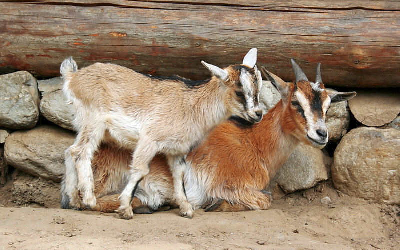Two Goats in Enclosure