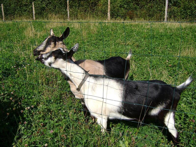 Two Goats in Field