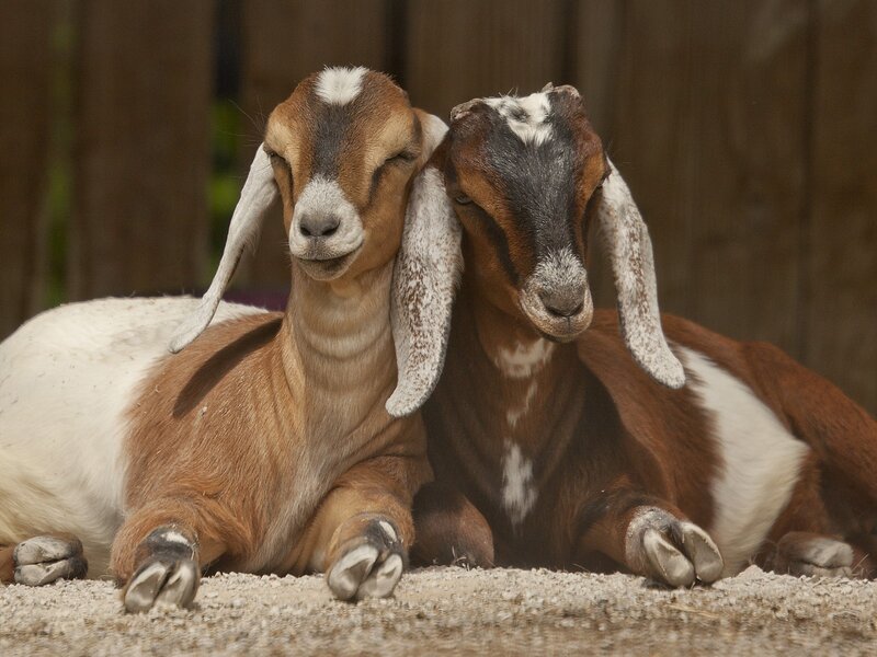 Two Goats Lying Down — Brown