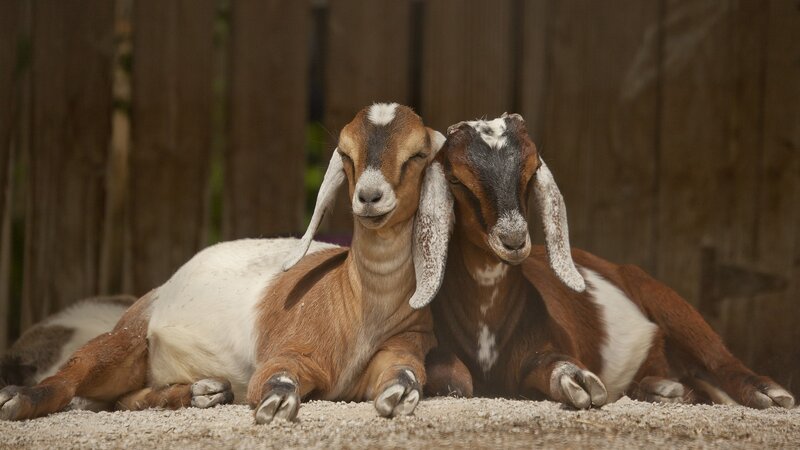 Two Goats Lying Down