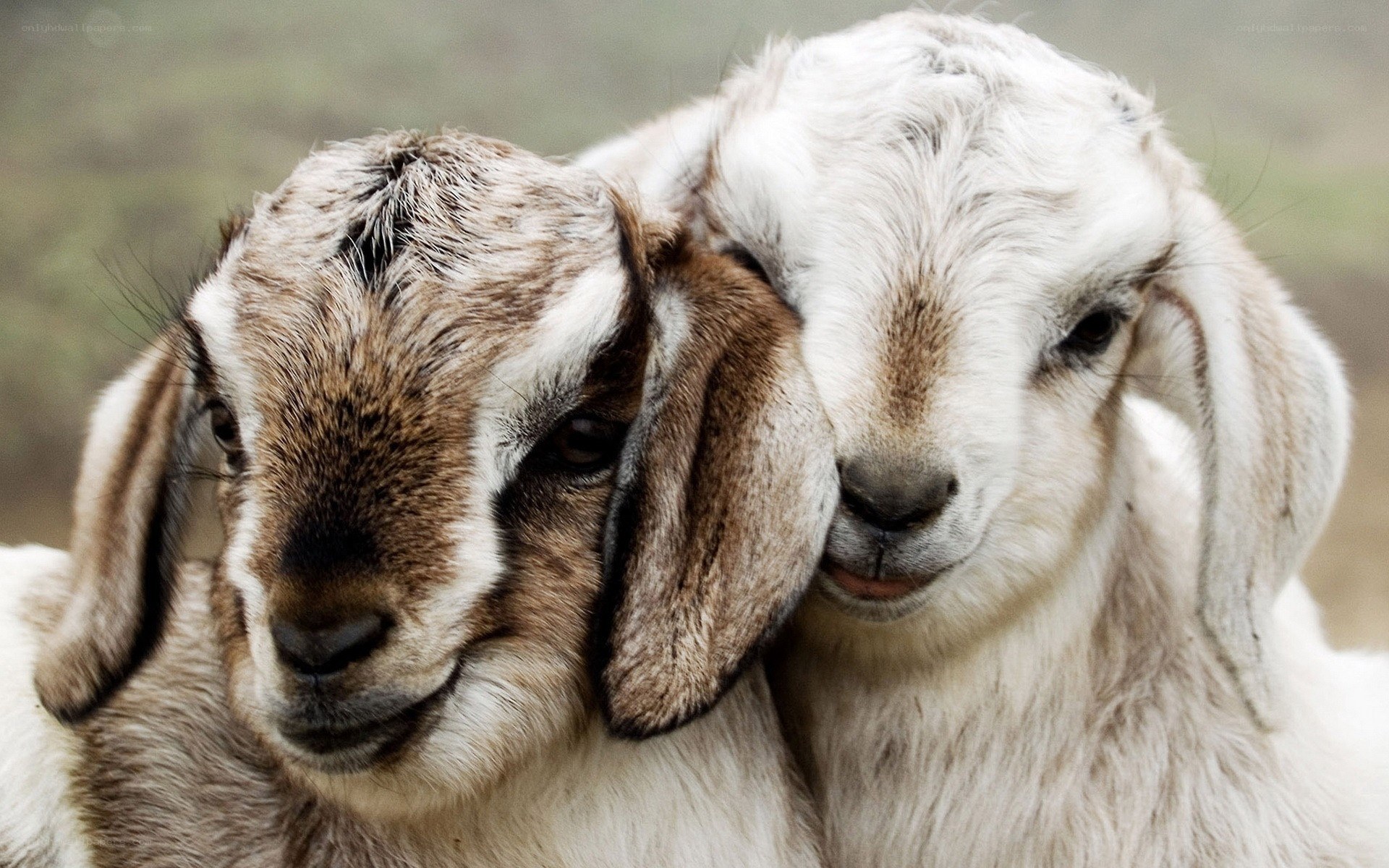 two goats nuzzling