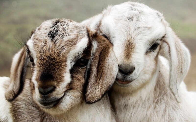 two goats nuzzling