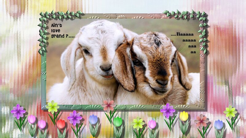 Two Goats Nuzzling — Pink
