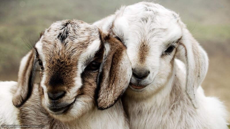 two goats nuzzling