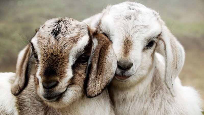 Two Goats Nuzzling — White, Calm, Photograph, Ears