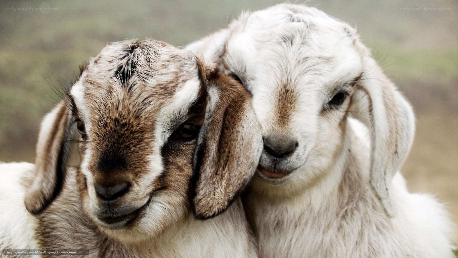 two goats nuzzling