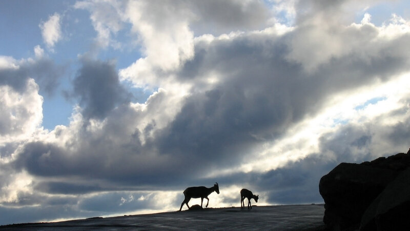 Two Goats on a Ridge