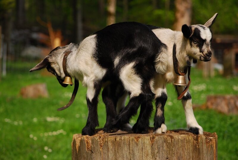 Two Goats on Stump