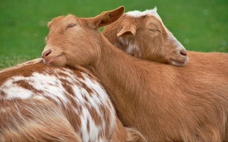 Two Goats Resting