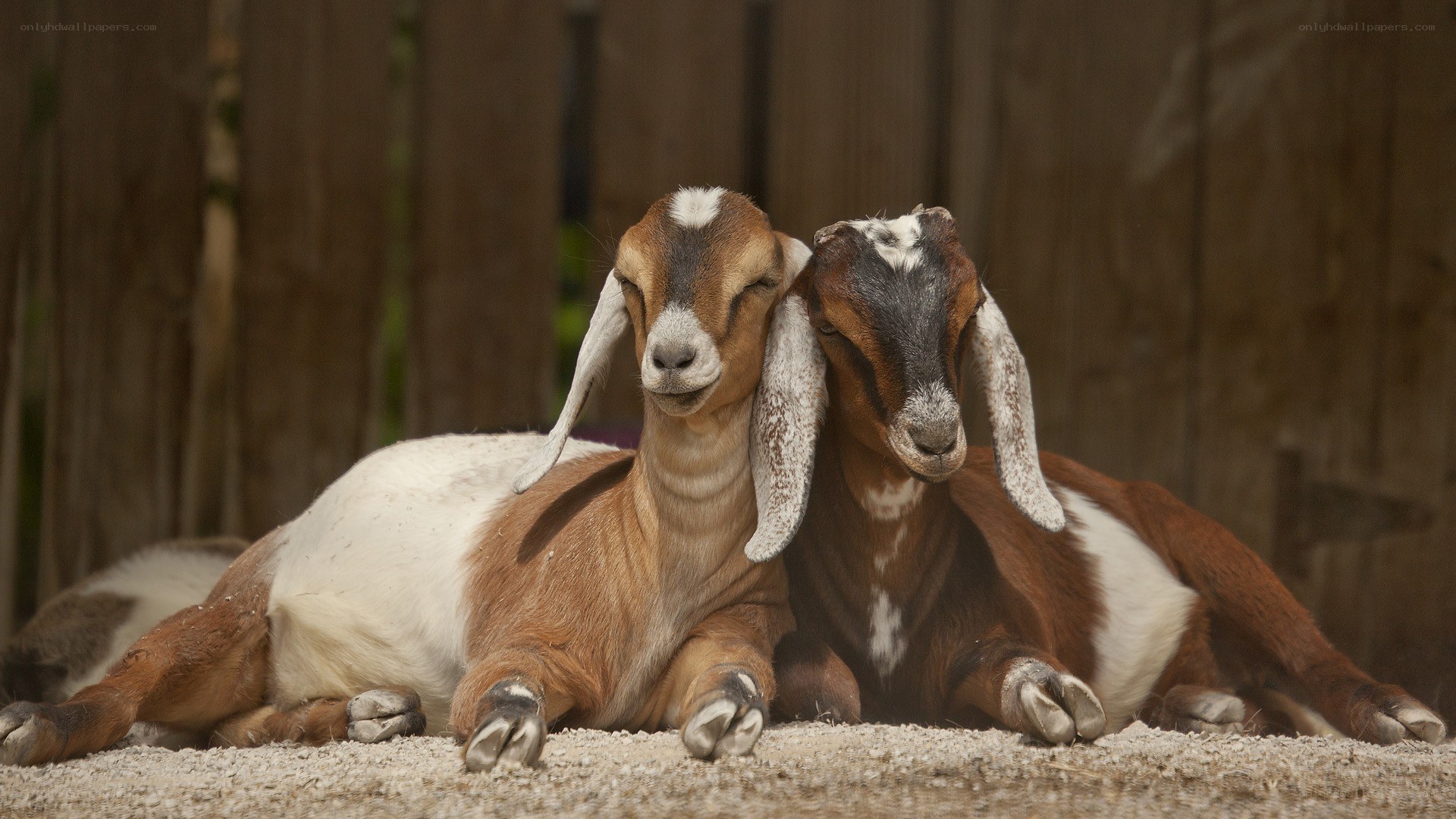 Two goats resting together