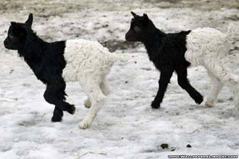 two goats running in snow
