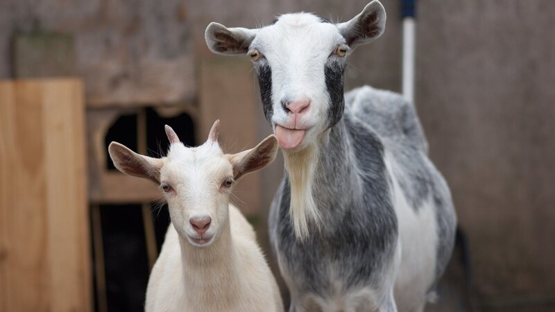 Two Goats Standing