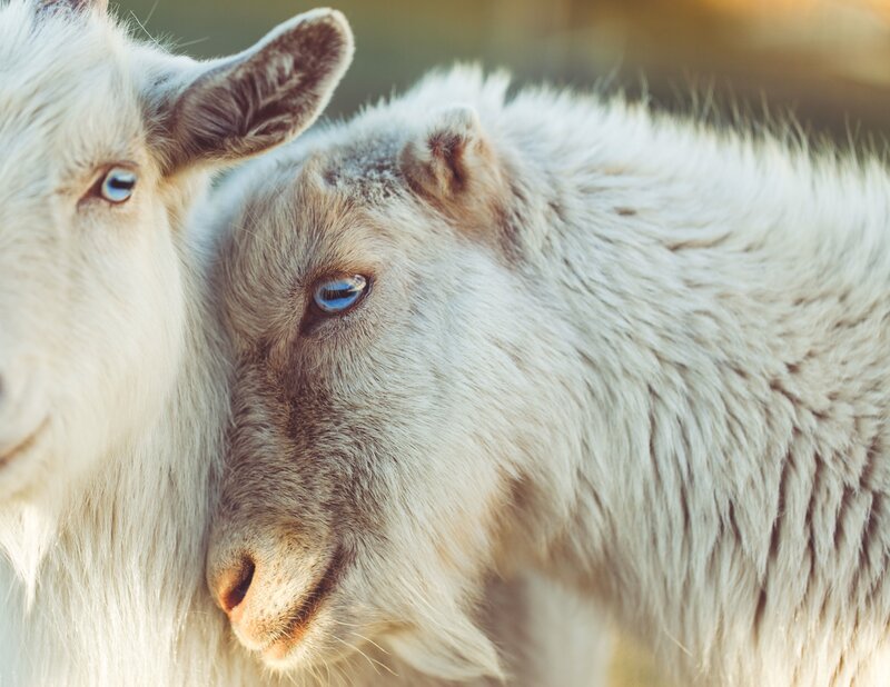 two goats with blue eyes