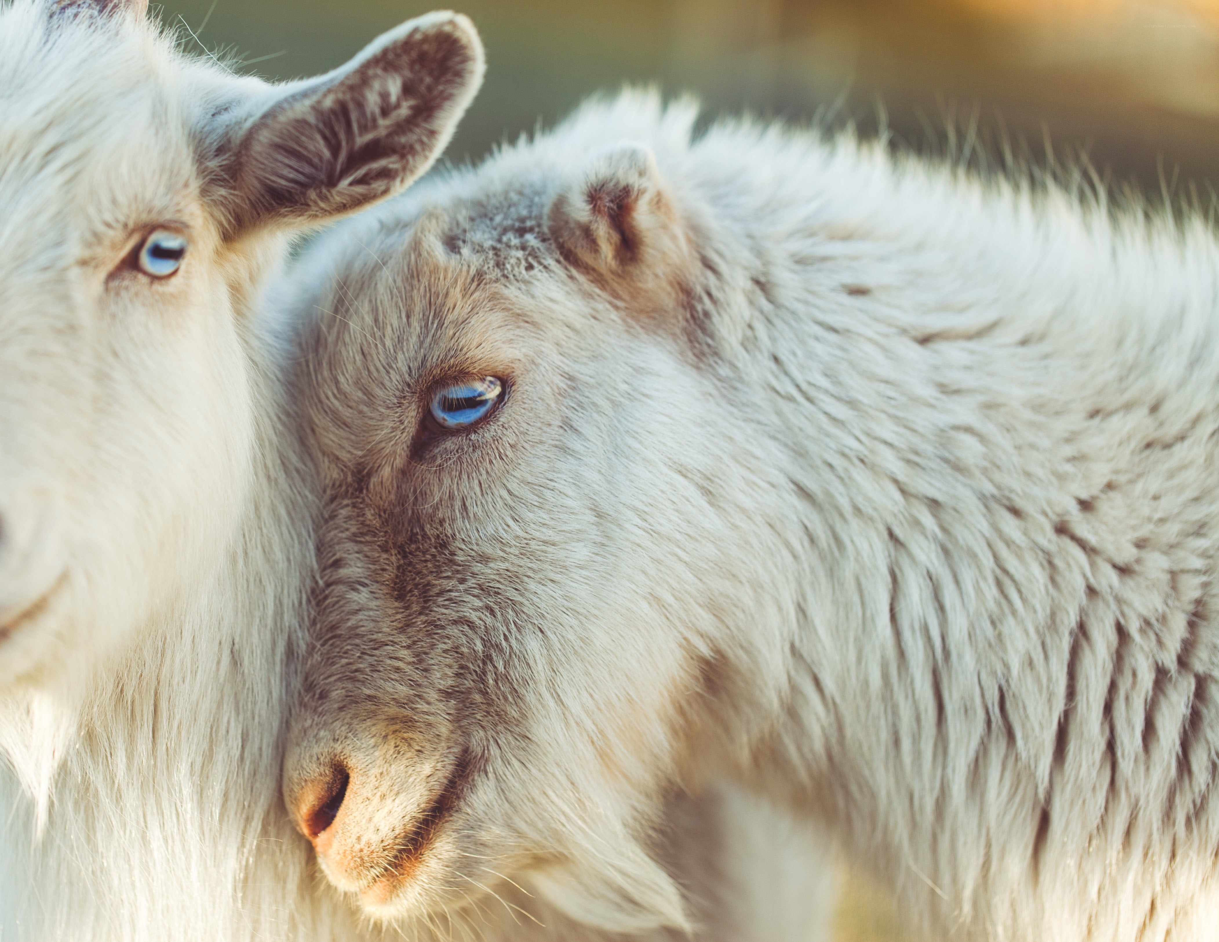 two goats with blue eyes