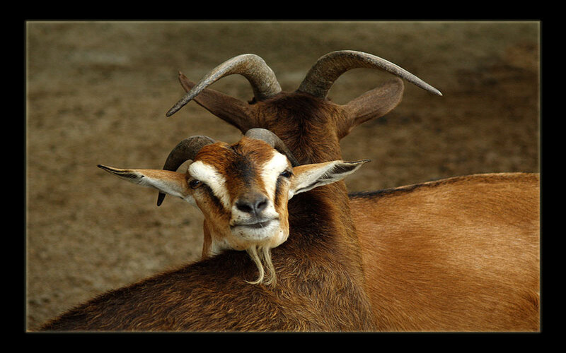 two goats with curved horns