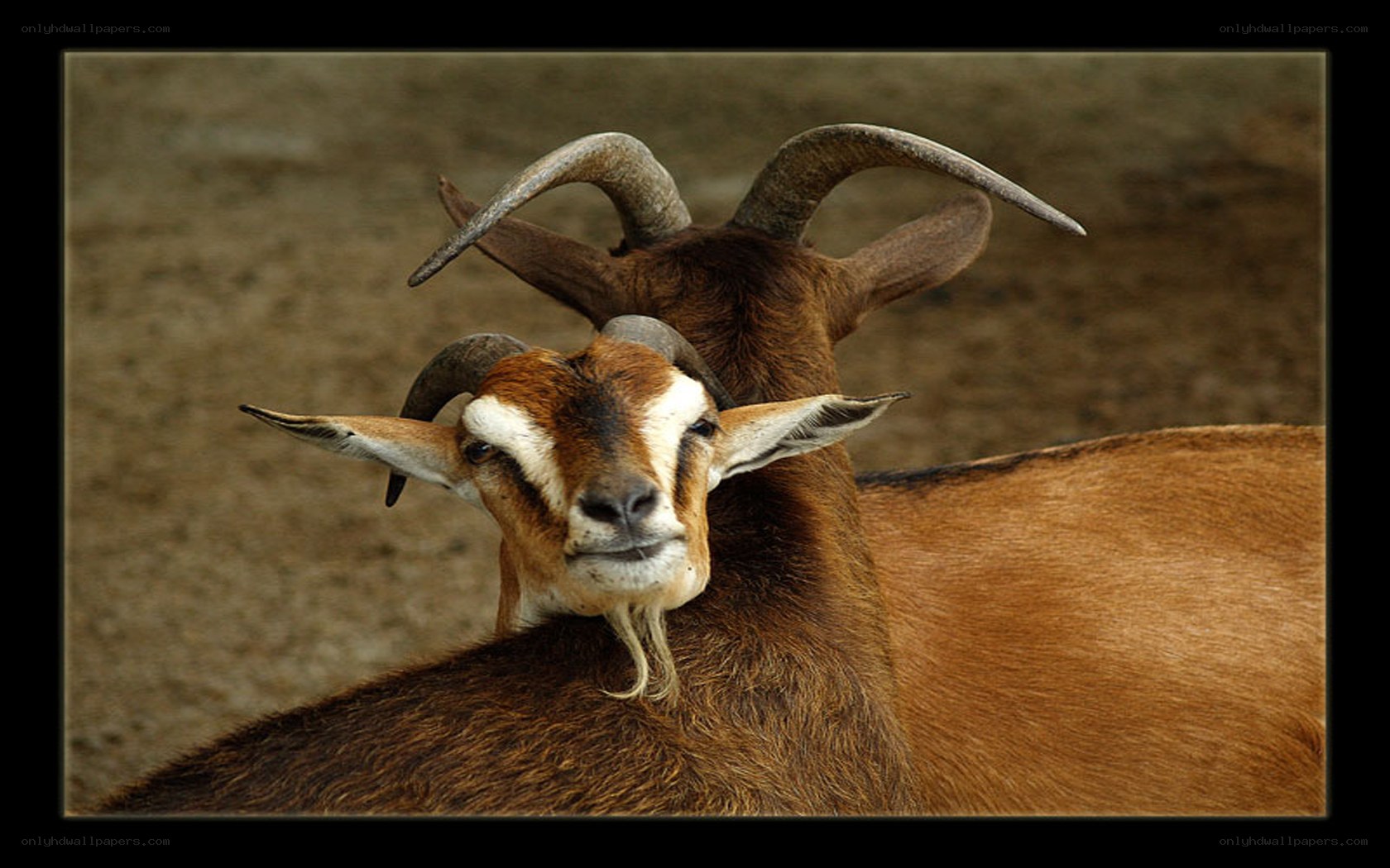 two goats with curved horns