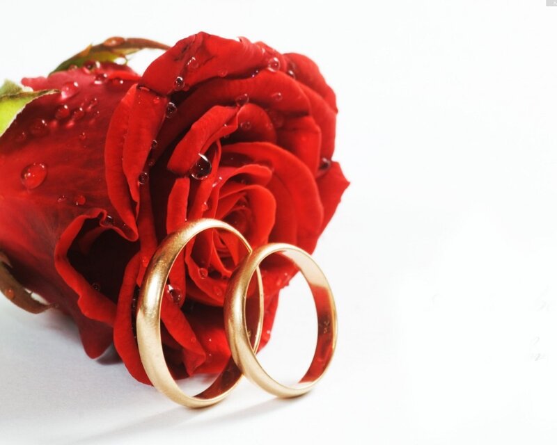 Two Gold Rings on Rose