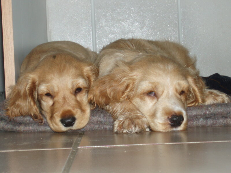Two Golden Cocker Spaniel Puppies