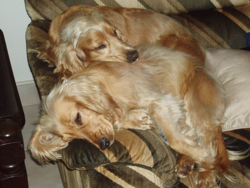 Two Golden Cocker Spaniels