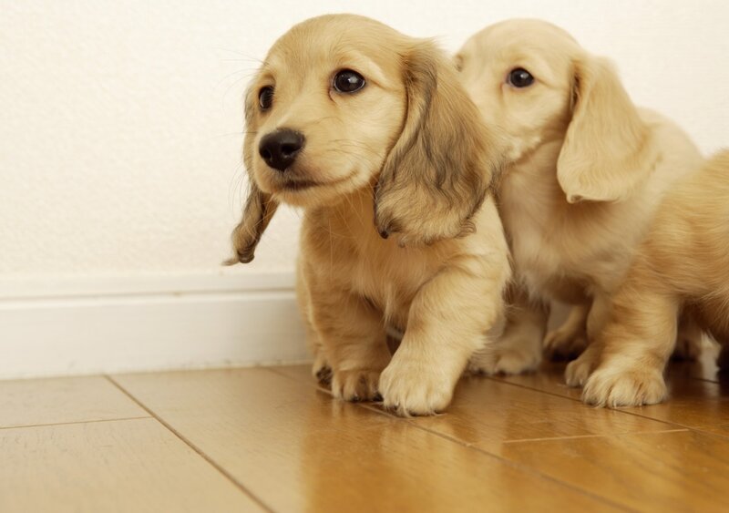 Two golden dachshund puppies