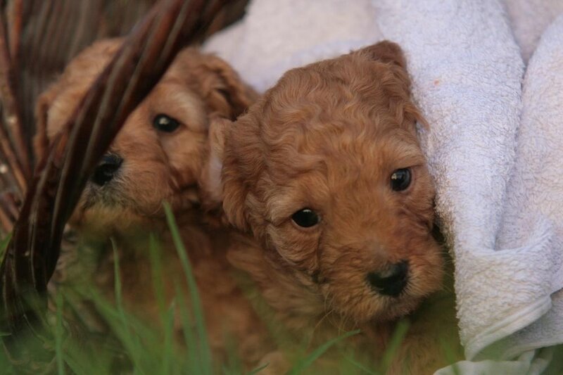Two Golden Doodle Puppies