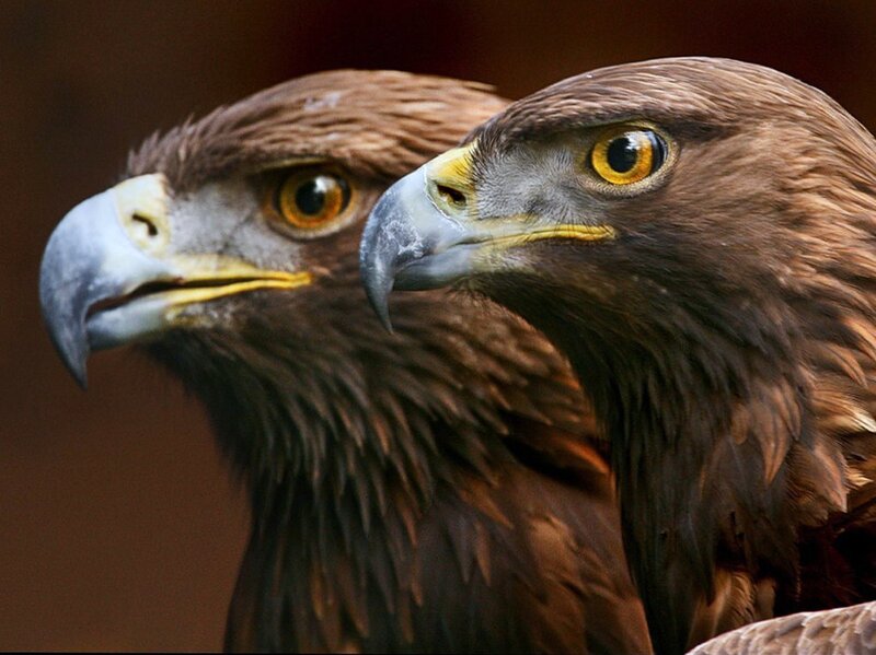two golden eagles in profile