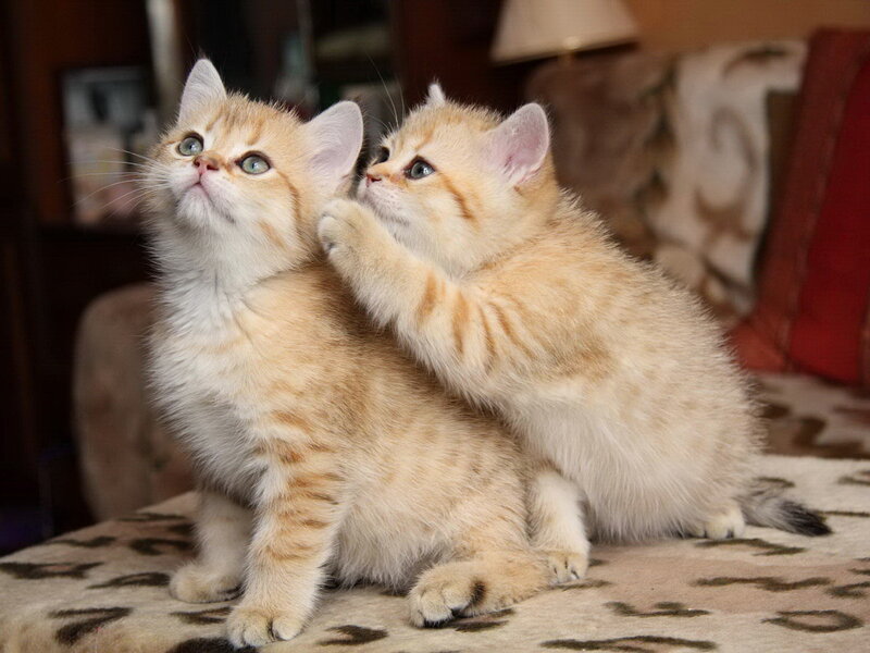 Two Golden Kittens