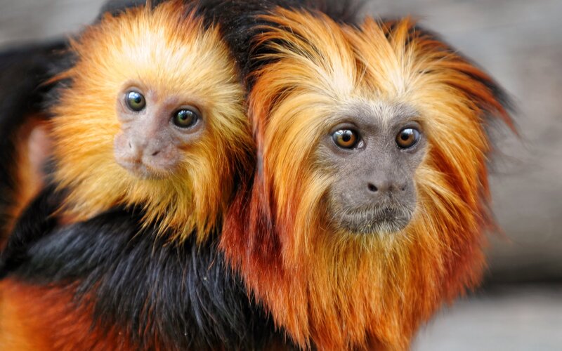 Two Golden Lion Tamarins
