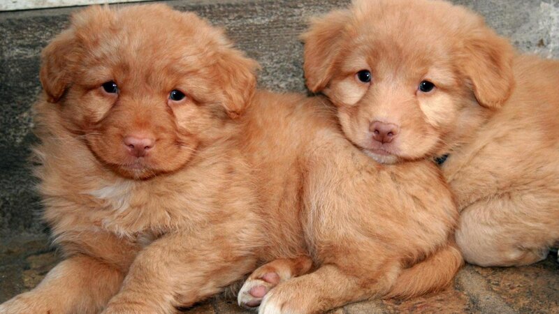 Two Golden Puppies — Brown