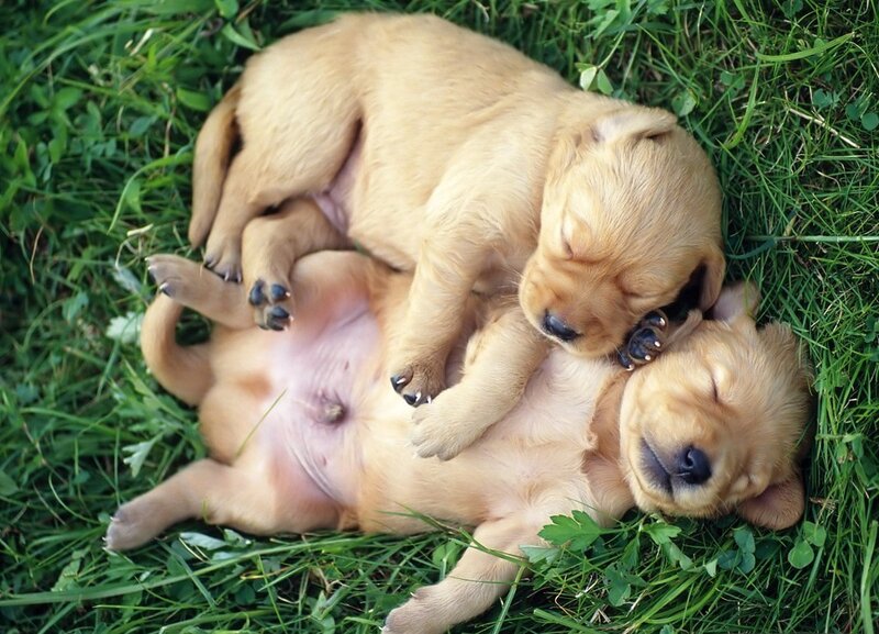 Two Golden Puppies Sleeping