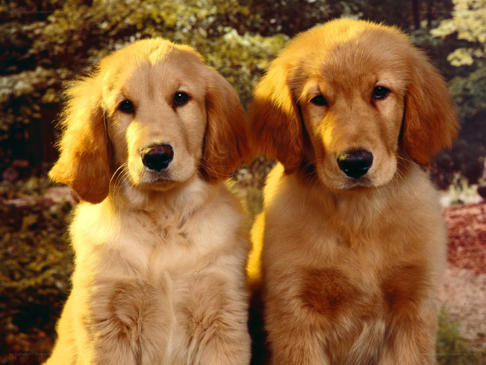 Two golden retriever puppies