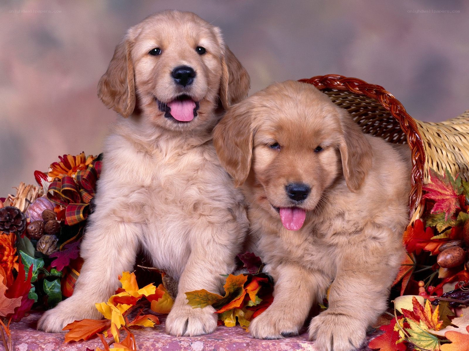 Two golden retriever puppies