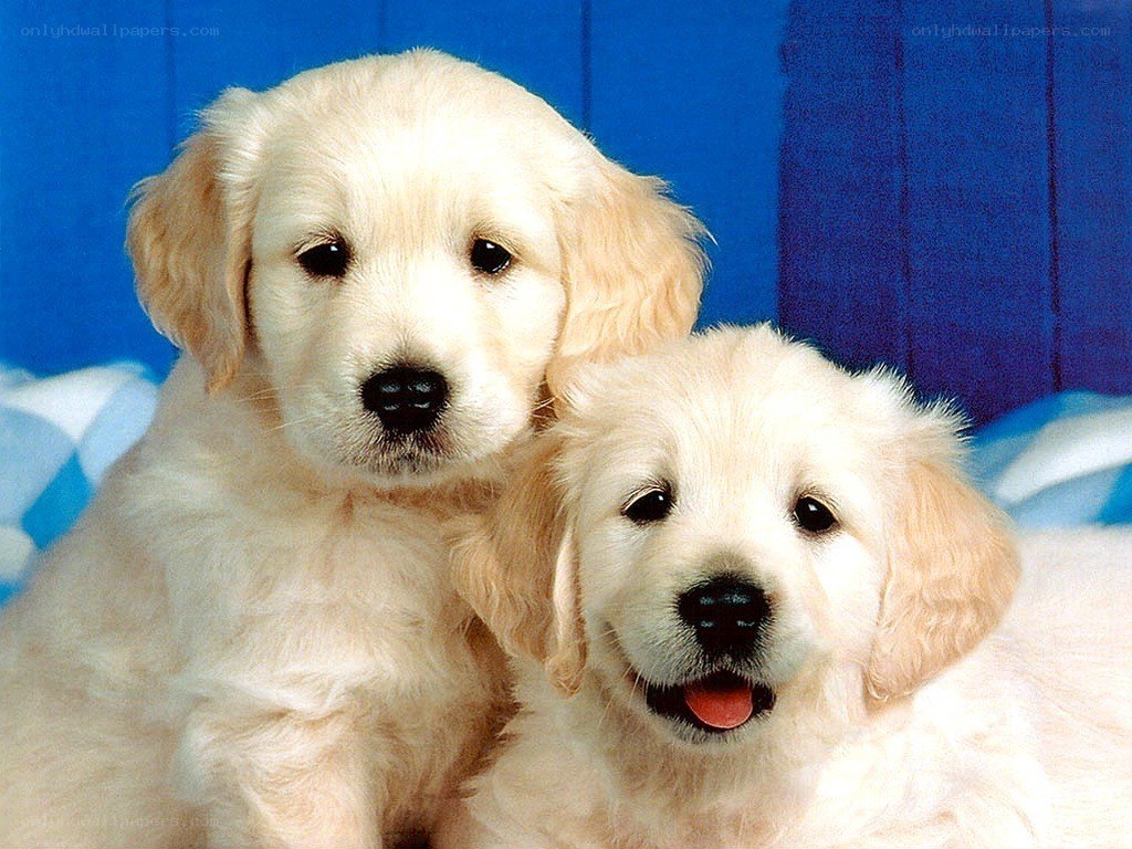 Two golden retriever puppies